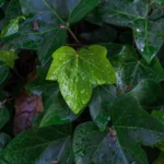 How to root ivy cuttings in soil