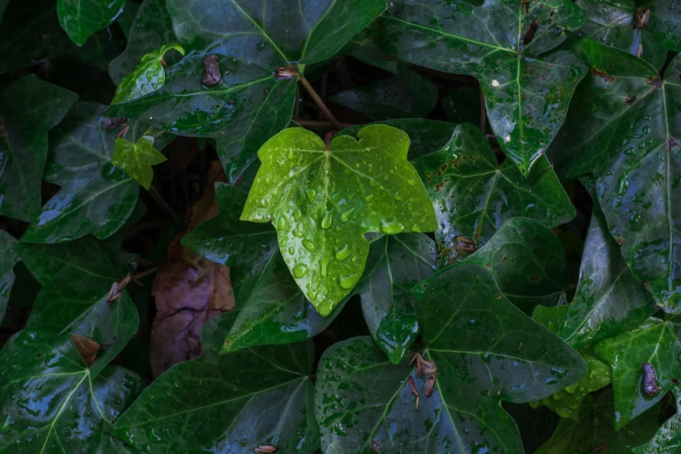 How to root ivy cuttings in soil