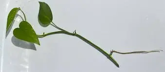 Selecting and Preparing the Cuttings