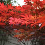 can japanese maple grow in pots