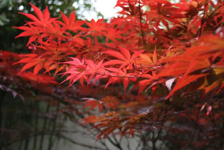 can japanese maple grow in pots