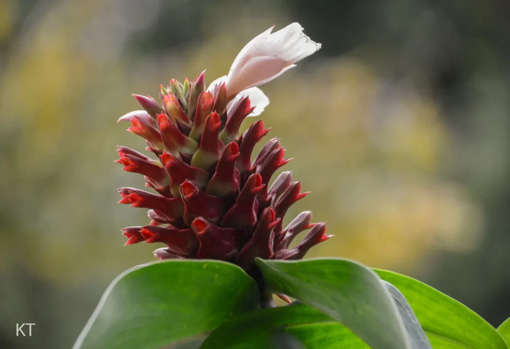 Cone Ginger Plant Care