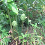 Cone Ginger Plant Care Secrets for Flawless Exotic Blooms