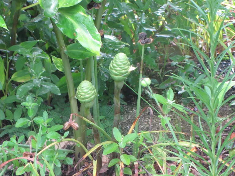 Cone Ginger Plant Care Secrets for Flawless Exotic Blooms