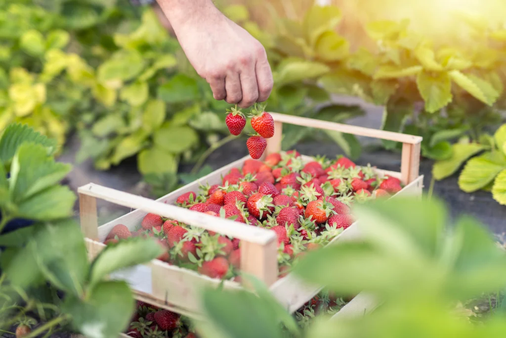 Harvesting Your Strawberries