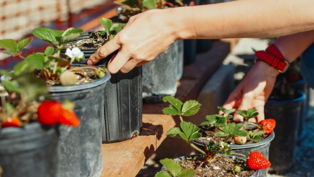 Planting Your Strawberries