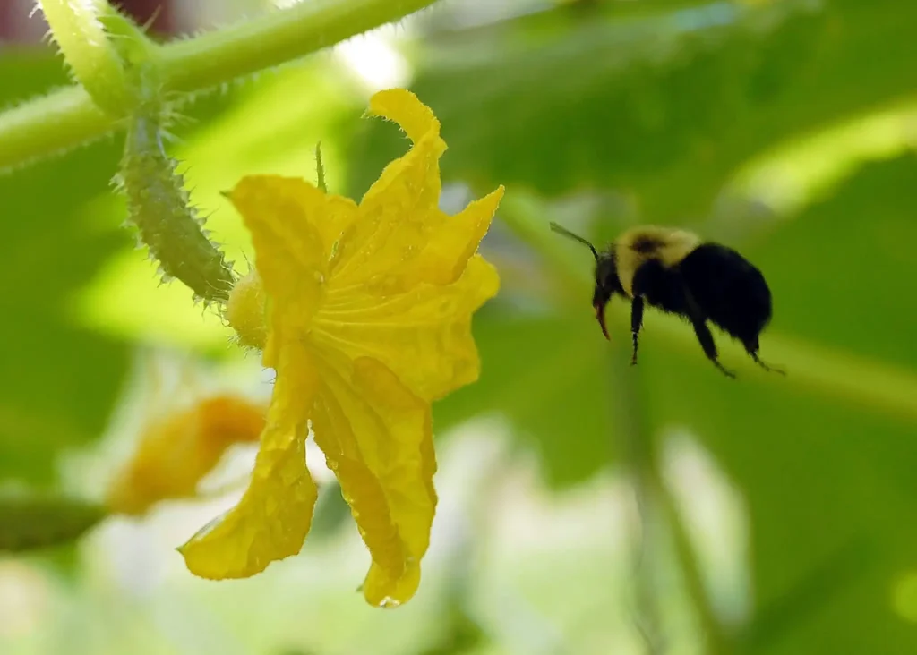 Pollinating Cucumbers Without Male Flowers