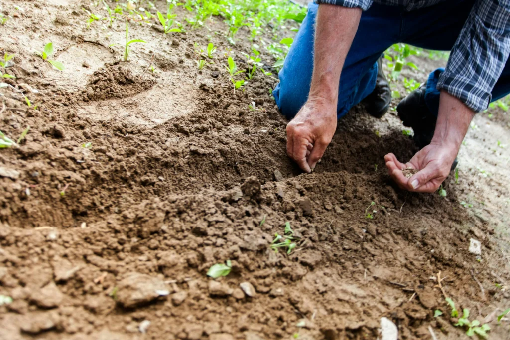 Sowing Your Seeds