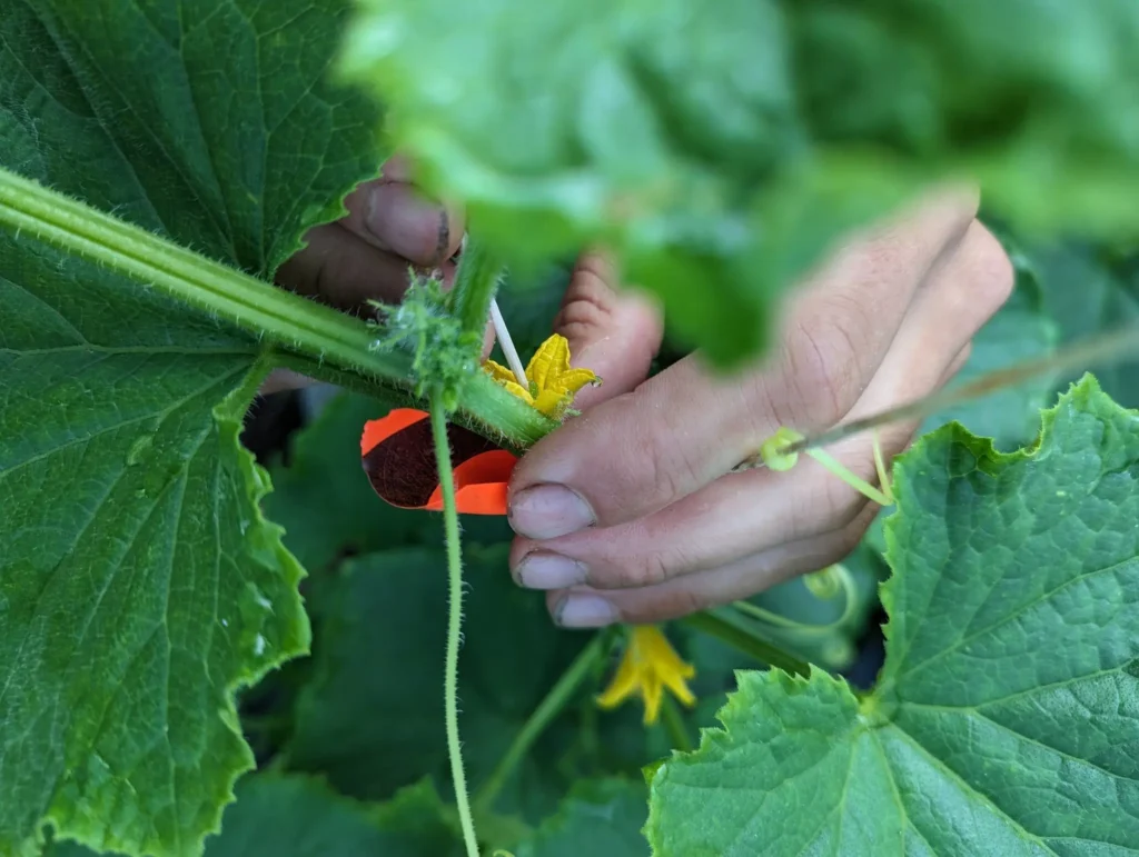 The Basics of Cucumber Pollination