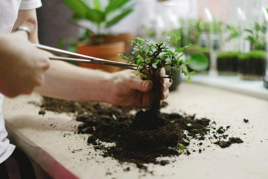 Transplanting Outdoors