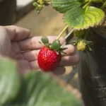 easy way to grow strawberries