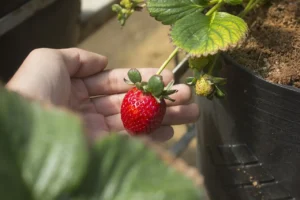 easy way to grow strawberries