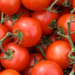 how to get tomatoes to grow faster