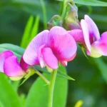 how to grow sweet peas from seeds