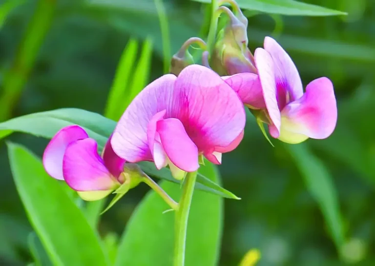 how to grow sweet peas from seeds