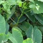 how to grow taro plant