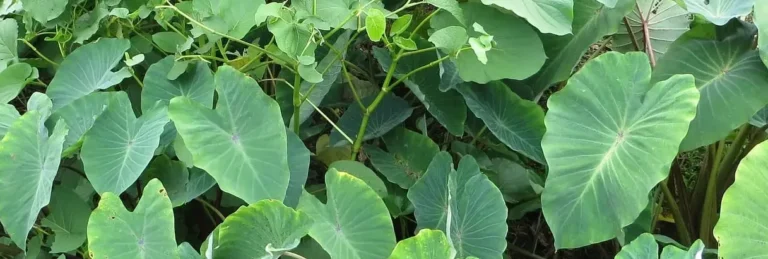 how to grow taro plant