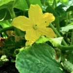 how to pollinate cucumbers by hand