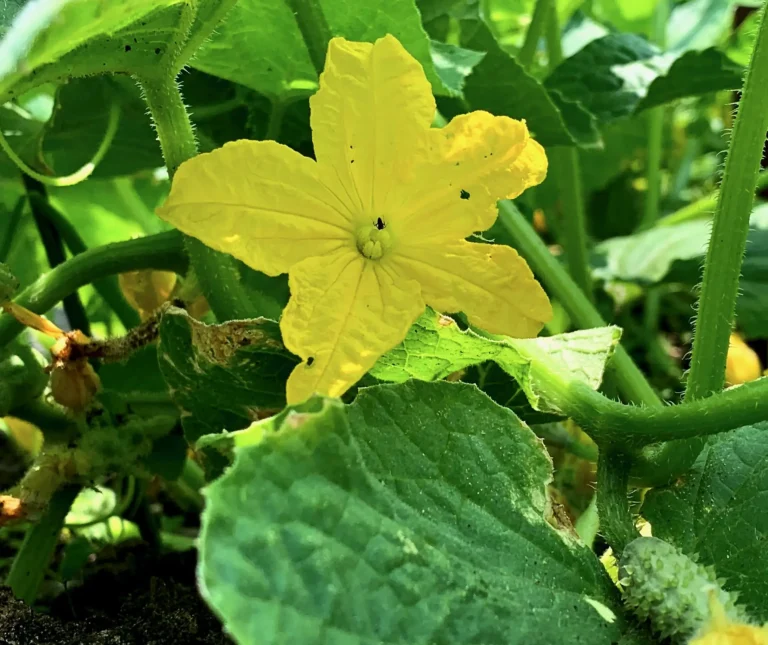 how to pollinate cucumbers by hand