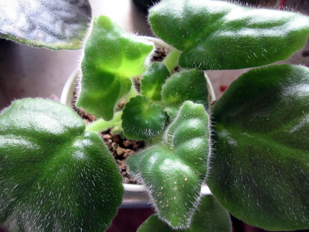 African Violet Health