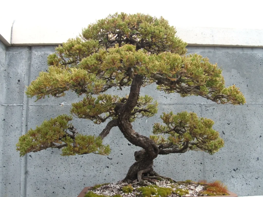 Bonsai Trees