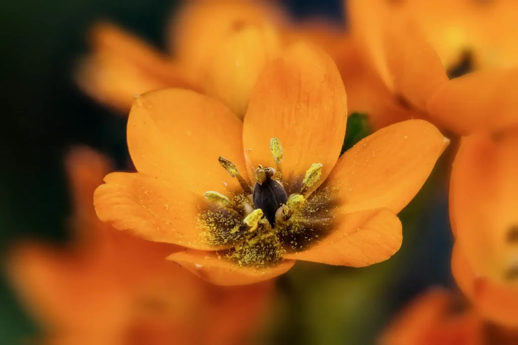 Care for Orange Star Plants