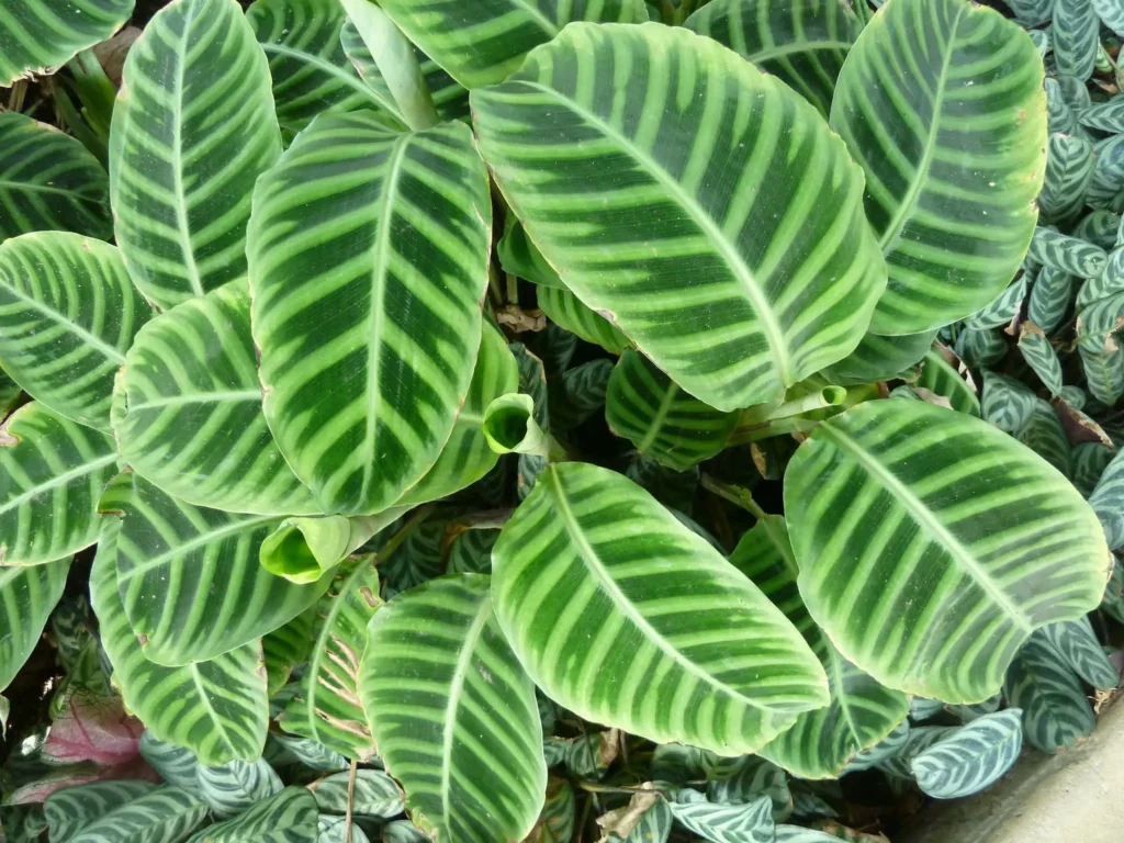 Foliage Plants