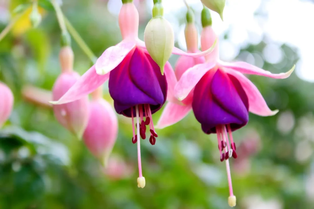 Fuchsia Propagation for Different Growing Conditions