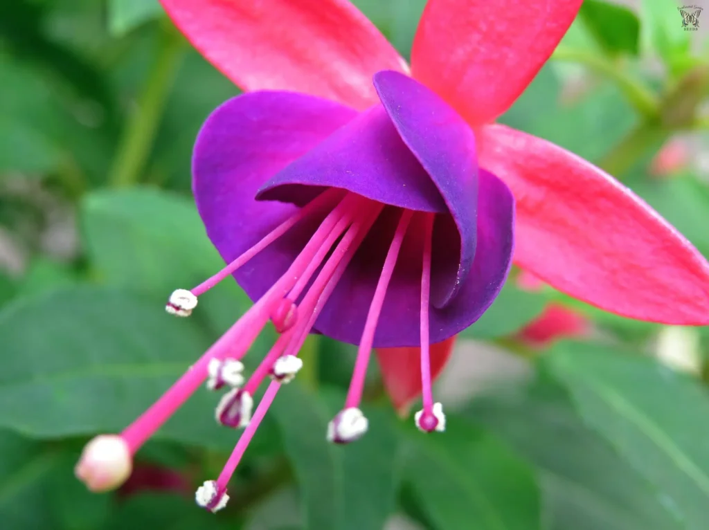 Growing Fuchsia from Seed