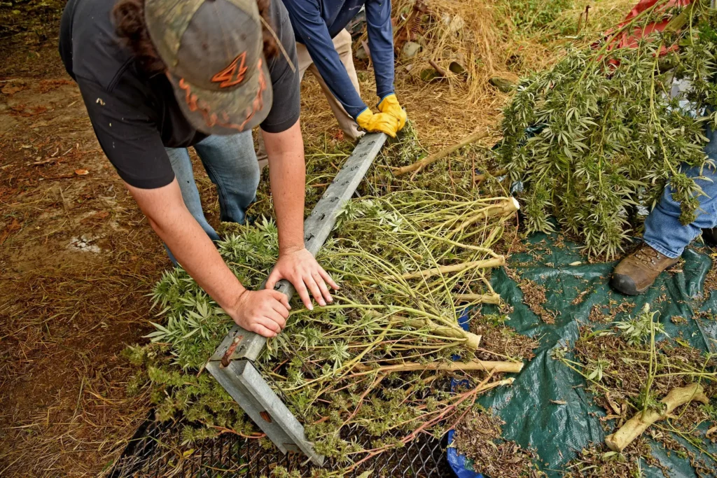 Harvesting and Curing