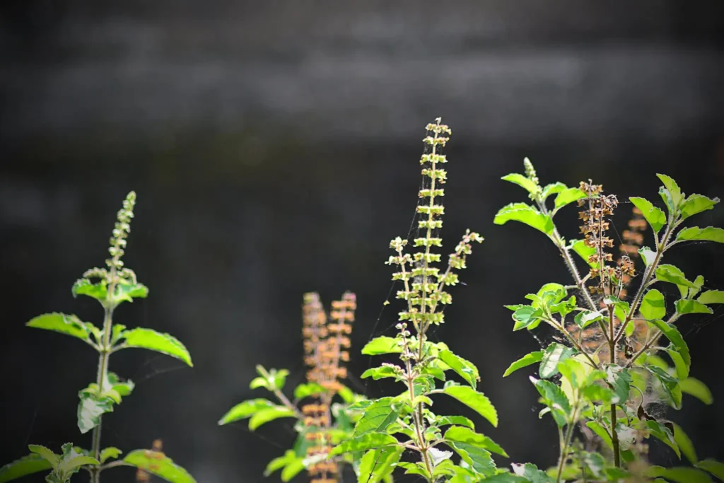 How to Make Tulsi Plant Bushy