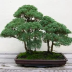 How to care for bonsai plants indoors