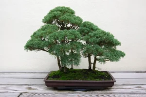 How to care for bonsai plants indoors