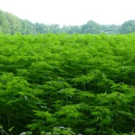 How to care for hemp plants