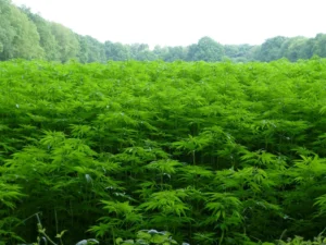 How to care for hemp plants