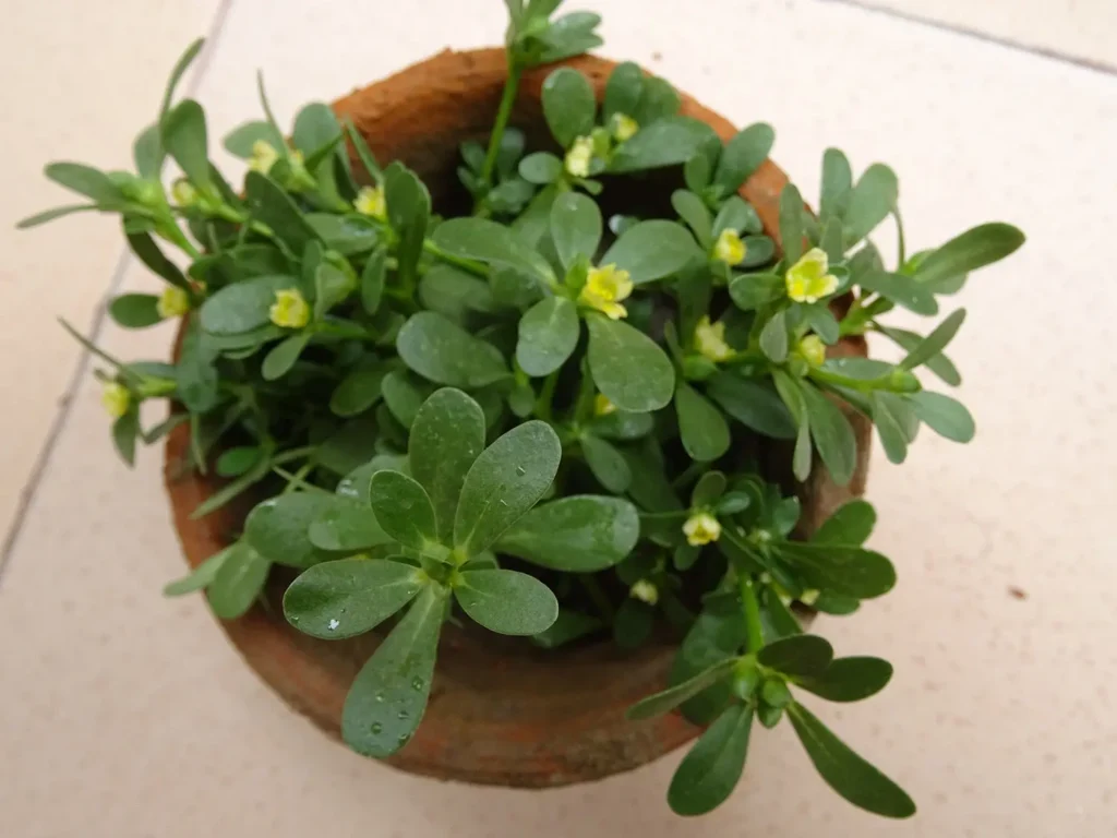 Indoor Purslane Care