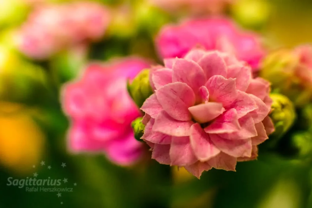 Kalanchoe Plants