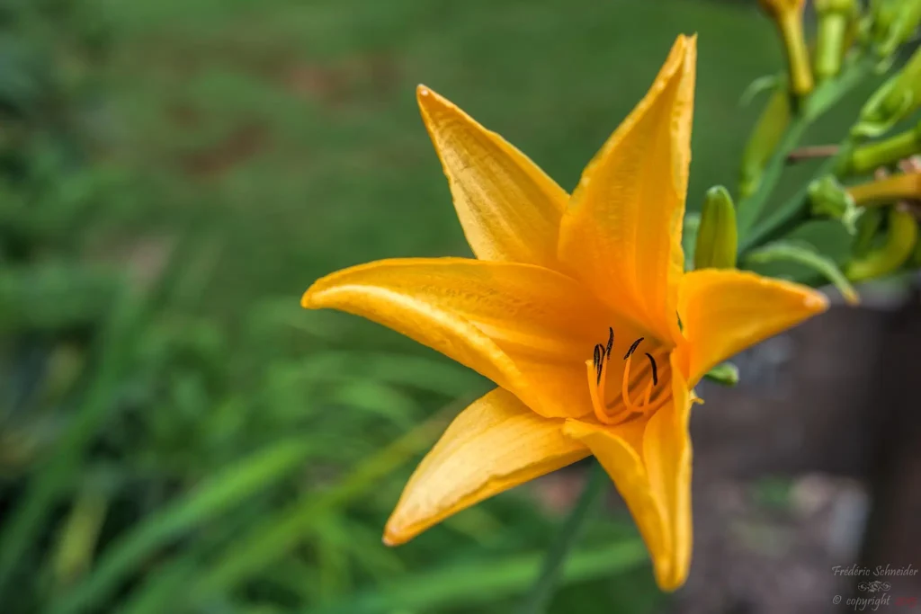 Orange Star Plant