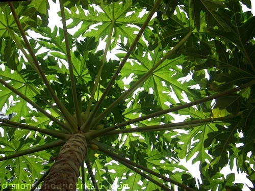 Papaya Plant Care