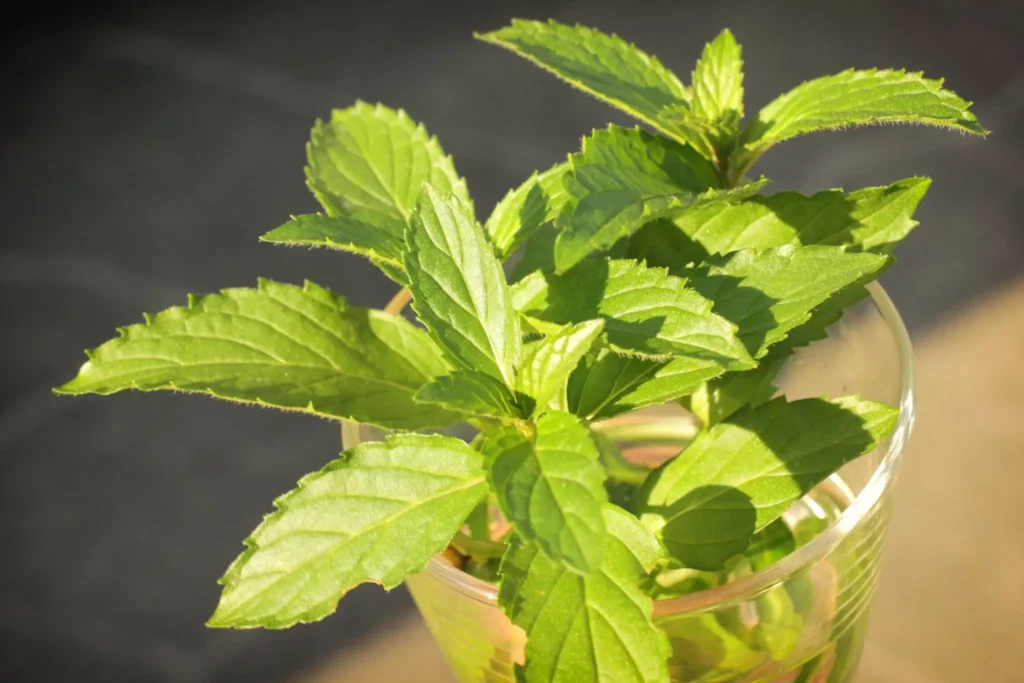 Peppermint Plant Problems