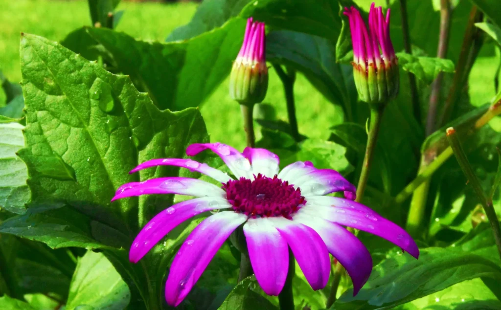 Pericallis Plants