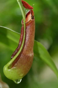 Pitcher Plants