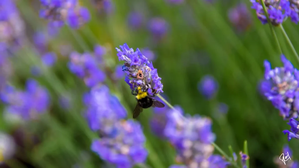 Preparing Lavender for Winter