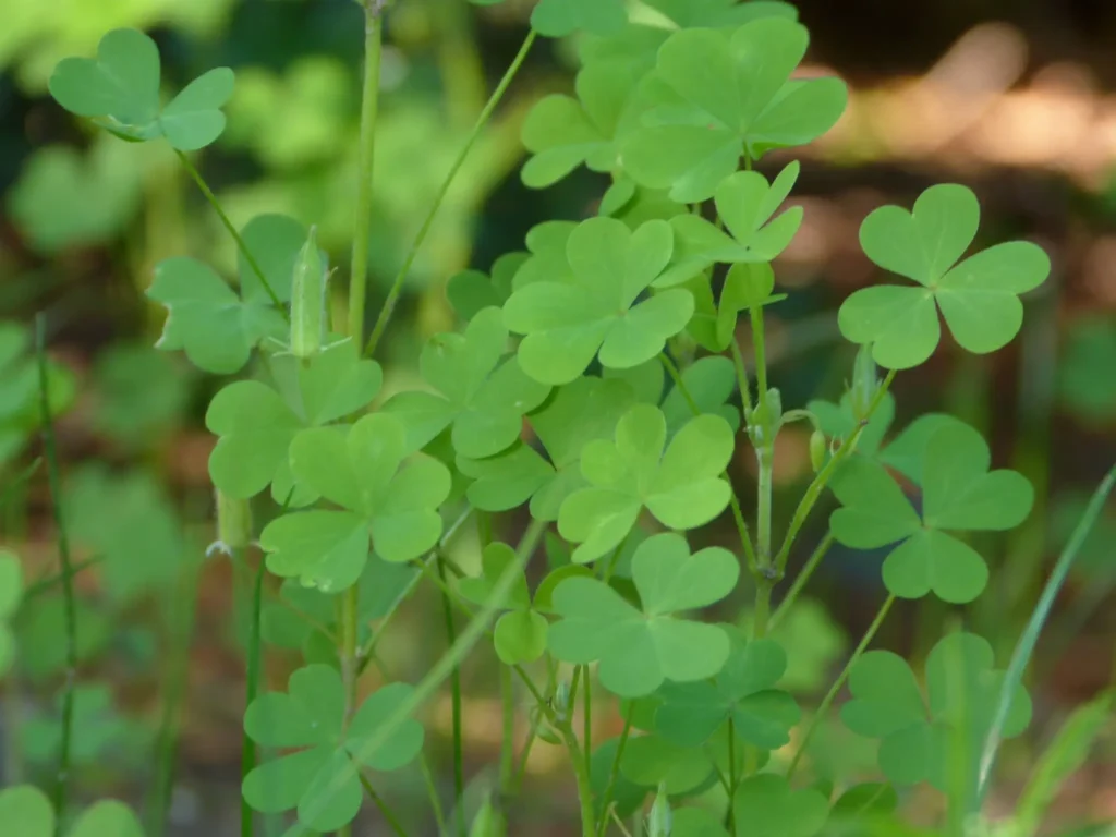 Propagating Shamrock Plants