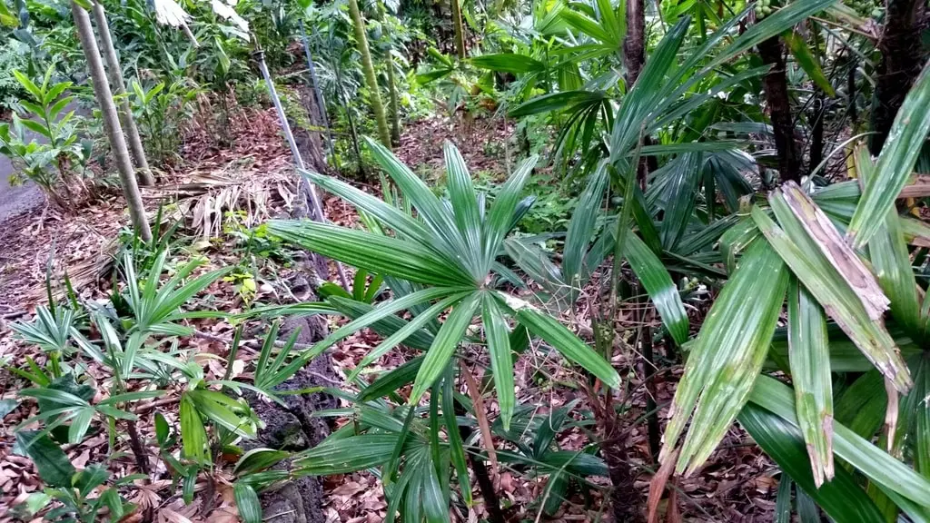 Propagating Your Lady Palm