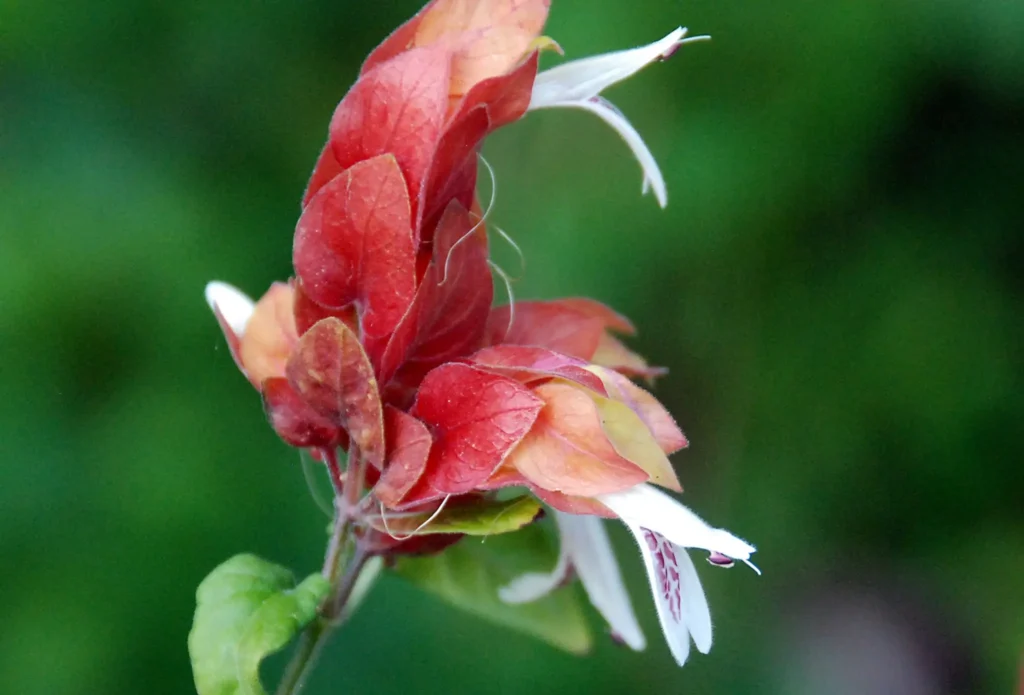 Shrimp Plants