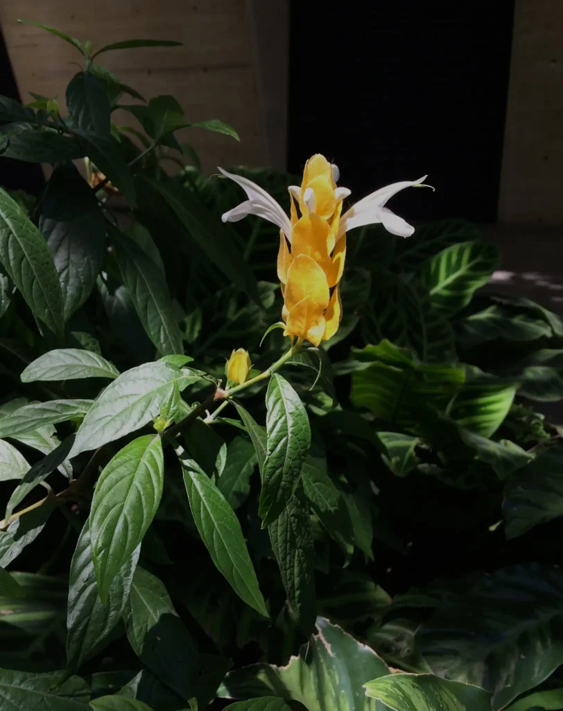 Shrimp Plants in Winter