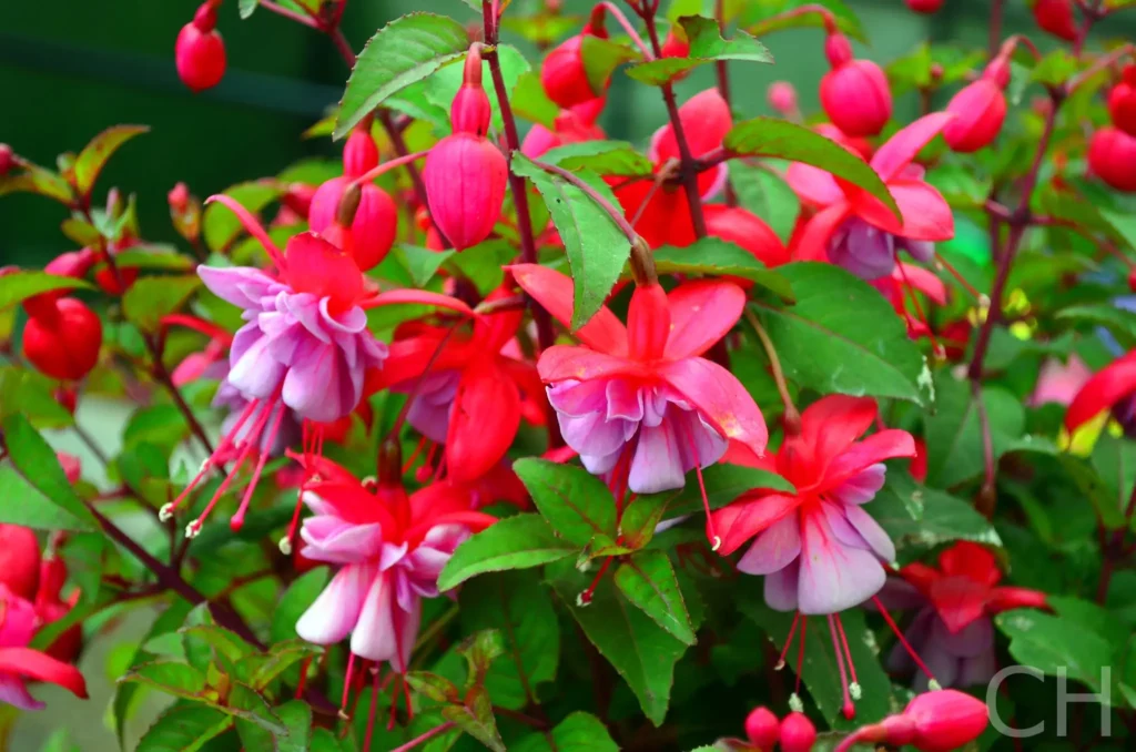 Taking Fuchsia Cuttings