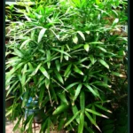 how to take care of lady palm indoor plant