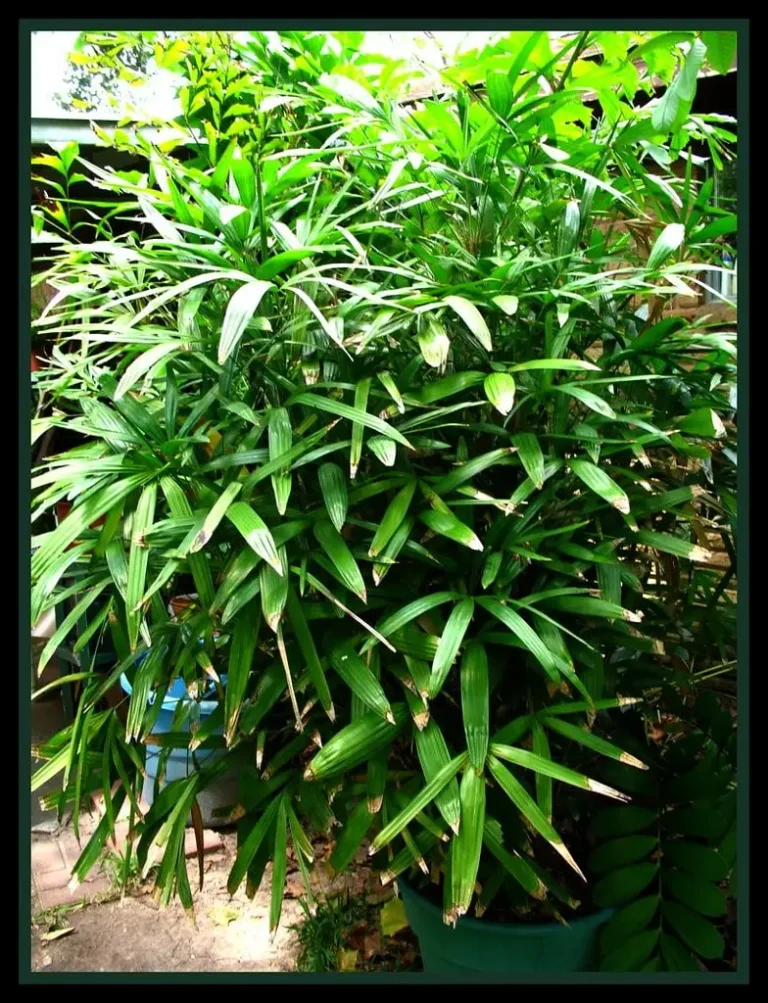 how to take care of lady palm indoor plant